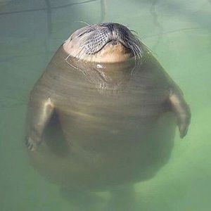 Meet your Posher, Sofia